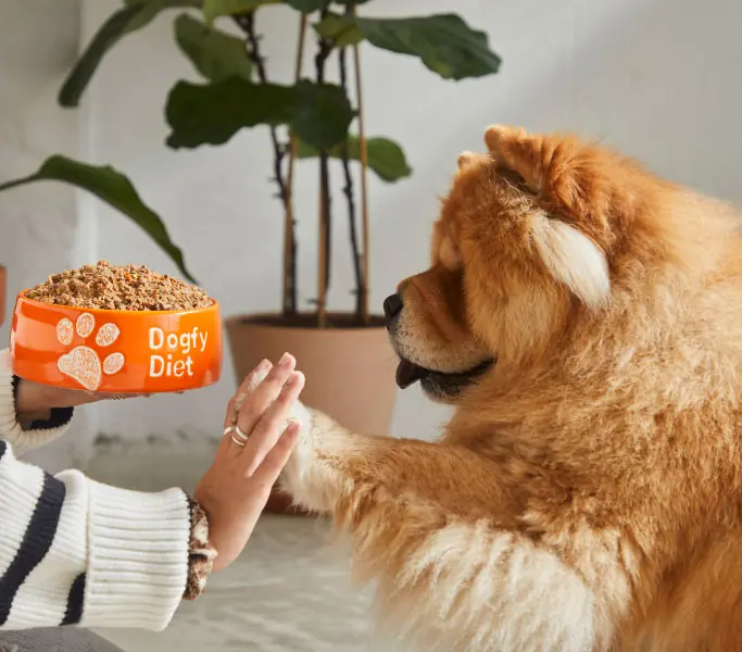 Un chien qui regarde une gamelle de nourriture pour chien