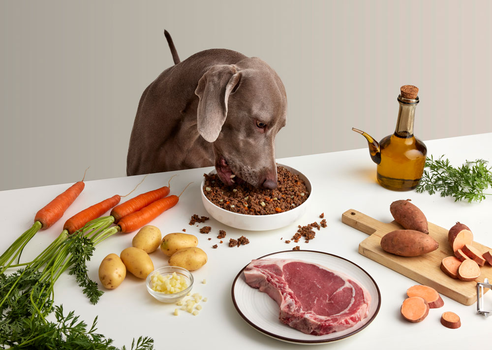 Chien qui mange de la nourriture naturelle dans une gamelle